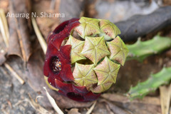 Caralluma truncatocoronata